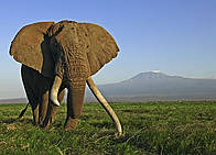 Afrički slon (Loxodonta africana) / ©: Martin Harvey / WWF-Canon / ©: Martin Harvey / WWF-Canon