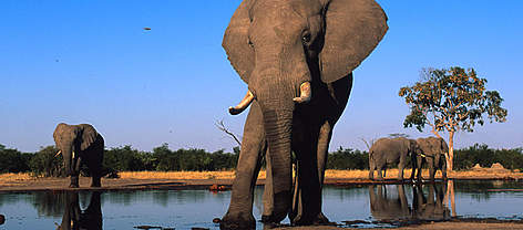 African elephant adult bulls drinking at water hole, Sub-Sarahan Africa. / &copy;: WWF-Canon / Martin HARVEY
