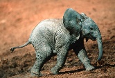 African elephant, Loxodonta africana. / ©: WWF-Canon / Martin HARVEY / ©: WWF-Canon / Martin HARVEY