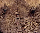 African elephants head to head (<i>Loxodonta africana</i>), Kenya.