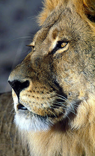 African lion (Panthera leo) adult male, Sub-Saharan Africa. / ©: WWF-Canon / Martin HARVEY African lion (<i>Panthera leo</i>) adult male, Sub-Saharan Africa. / ©: WWF-Canon / Martin HARVEY