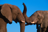  / &copy;: WWF-Canon / Martin HARVEY