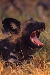 African wild dog (Lycaon pictus) yawning, Okavango Delta, Botswana. / ©: WWF-Canon / Martin HARVEY / ©: WWF-Canon / Martin HARVEY