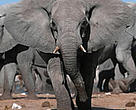 African elephants (<I>Loxodonta africana</I>) often come into conflict with humans and trample farmers' fields.