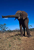 The African elephant (Loxodonta africana) is the world's largest land mammal. / ©: WWF-Canon / Martin Harvey / ©: WWF-Canon / Martin Harvey