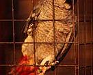 A caged grey parrot (<I>Psittacus erithacus</I>), listed under ANNEX B of CITES Appendix II, meaning that international trade in this species must not endanger its survival in the wild.