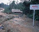 What is left of an elephant corridor in a palm oil plantation area, Tesso Nilo, Sumatra, Indonesia.