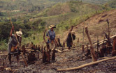 Women plant rice on slopes that have been cleared and burned (tavy method). / ©: WWF-Canon / Meg GAWLER / ©: WWF-Canon / Meg GAWLER