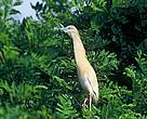 A heron in the Ticino river pa