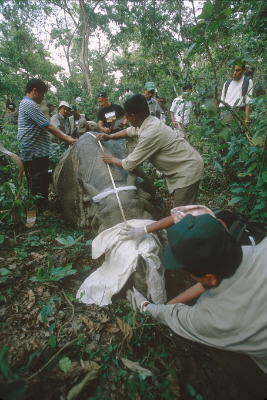 To reduce conflict with people and pressure on protected areas, WWF is involved in efforts to ... / ©: Jeff Foott / WWF Cannon / ©: Jeff Foott / WWF Cannon