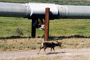 Caribou walking alongside the Trans-Alaska Pipeline.