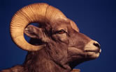 Dall sheep (Ovis dalli). / ©: WWF-Canon / Ronald PETOCZ Dall sheep (Ovis dalli). / ©: WWF-Canon / Ronald PETOCZ