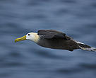 It is estimated that annual seabird deaths from all southern bluefin tuna fishing could be as high as 13,500, including some 10,000 albatrosses.