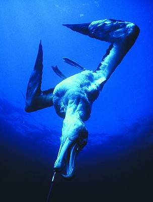 A Wandering albatross is hooked on a longline. / ©: Dr Graham Robertson / Australian Antarctic Division A Wandering albatross is hooked on a longline. / ©: Dr Graham Robertson / Australian Antarctic Division