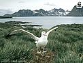 Wandering albatross on Prion Island in the sub-antarctic region. / &copy;: Fritz Pölking / WWF
