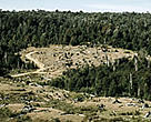 The Valdivian Coastal Reserve will protect the illegal cutting of Alerce trees (<i>Fitzroya cupressoides</I>). Valdivian forest, Chile.