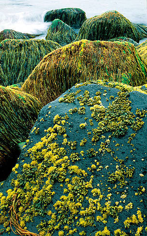 Algae on rocky shore St. Paul Island, Pribilof Islands, Alaska / ©: WWF-Canon / Kevin Schafer / ©: WWF-Canon / Kevin Schafer