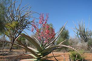 Aloe divaricata flower in Mahafaly Plateau / &copy;: Malika Virah-Sawmy
