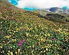 Plants are forced to move upwards due to warmer temperatures caused by global warming, but for many alpine species this might be impossible.