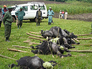 In July 2007 one silverback male and three female mountain gorillas were killed in the Virunga ... / ©: Altor IGCP Goma 4 dead gorillas laid out on the ground / ©: Altor IGCP Goma