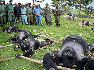 4 dead gorillas laid out on the ground / &copy;: Altor IGCP Goma