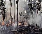 According to WWF, the combination of climate change and deforestation increases the drying effect of dead trees that fuels forests fires.