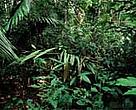 The amount of Amazon rainforest under federal protection will triple to 500,000 km2 through the ARPA programme.<BR>