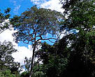 The GFTN is helping to drive improvements in the management of the Amazon’s valuable
and threatened forests by working with companies, such as this FSC-certified forest
concession in Peru.