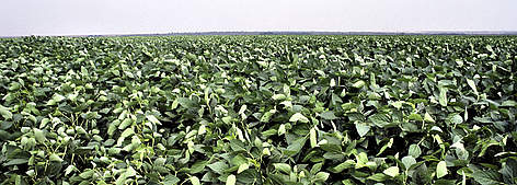 Soy plantation / ©: Adriano Gambarini_wwf_brazil rel=
