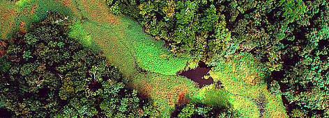 The world’s largest expanse of tropical rainforest – home to at least 10% of the world’s known ... / ©: Michel Roggo / WWF - Canon rel=