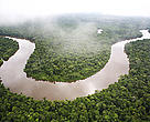 The Amazon rain forest. Loreto region, Peru.