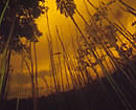  Flooded forest during rainy season when waters rises up to 15 metres, Rio Tapajos Para State, Brazil.