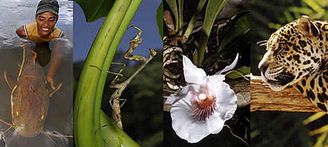from left to right: Redtail catfish (Phractocephalus hemioliopterus), Brazil / Praying mantis, ... / ©: From left to right: Zig Koch, Zig Koch, WWF-Canon / André BÄRTSCHI, Michel GUNTHER rel=