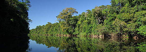 Rainforest reflection on a black water river / ©: ZIG KOCH rel=