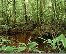 ARPA aims to create a vast network of protected areas in Brazil. Jaú National Park, Brazil.<BR>