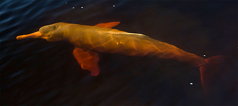 Pink / Amazon river dolphin (Inia geoffrensis) in the Negro River, municipality of Novo Airão, ... / ©: naturepl.com/Luiz Claudio Marigo / WWF rel=