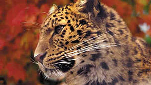 Amur leopard (<i>Panthera pardus orientalis</i>).