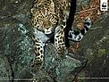 Amur leopard caught on camera trap in south-eat Russia. / &copy;: WWF-Russia / ISUNR