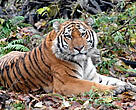 There are only about 450 Amur tigers living in the southern Amur-Ussuri region of Russia’s Primorski and Khabarovski Krais provinces, with a few found across the border in northern China and Korea.