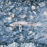 / &copy;: WWF-Canon / Thomas NEUMANN