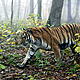 Two forest tracts approved for leasing by Les Export are located in the only ecological corridor connecting Amur tiger populations in Russia and the Wandashan Mountains of China.