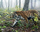 Two forest tracts approved for leasing by Les Export are located in the only ecological corridor connecting Amur tiger populations in Russia and the Wandashan Mountains of China.