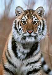 Amur tiger. / ©: WWF-Canon / KLEIN & HUBERT Amur tiger (Panthera tigris altaica) / ©: WWF-Canon / KLEIN & HUBERT