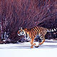 &copy; Klein & Hubert / WWF