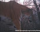 An Amur tiger passes in front of the camera trap in Heilongjiang Province, China.