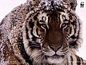 Amur or Siberian tiger (Panthera tigris altaica) / &copy;: Kevin Schafer / WWF-Canon