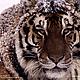 &copy; Kevin Schafer / WWF-Canon