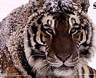 Amur or Siberian tiger (Panthera tigris altaica)