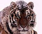 Amur tiger (<I>Panthera tigris altaica</I>).