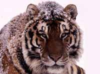 Amur tiger (Panthera tigris altaica). / ©: WWF-Canon / Kevin Schafer Amur tiger (<I>Panthera tigris altaica</I>). / ©: WWF-Canon / Kevin Schafer
